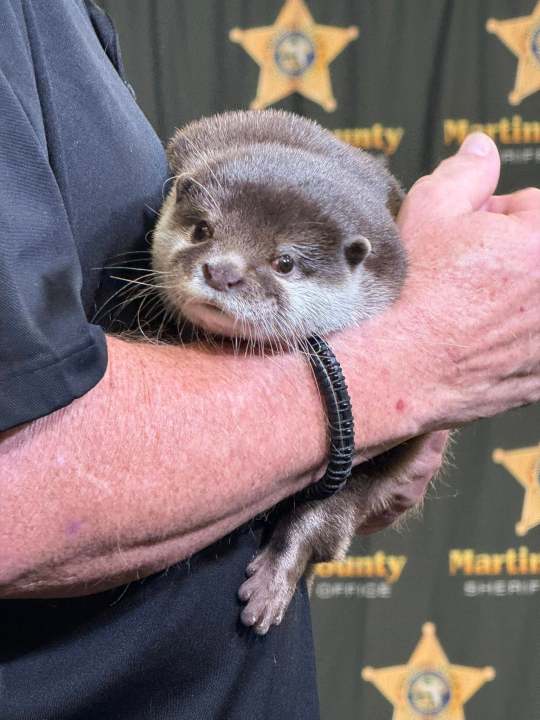Meet the otter conducting Japan’s first search and rescue operation