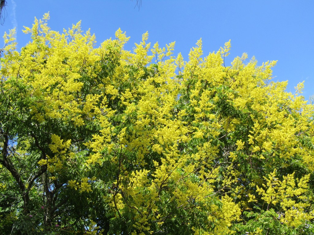 Don’t long for a tree with yellow flowers