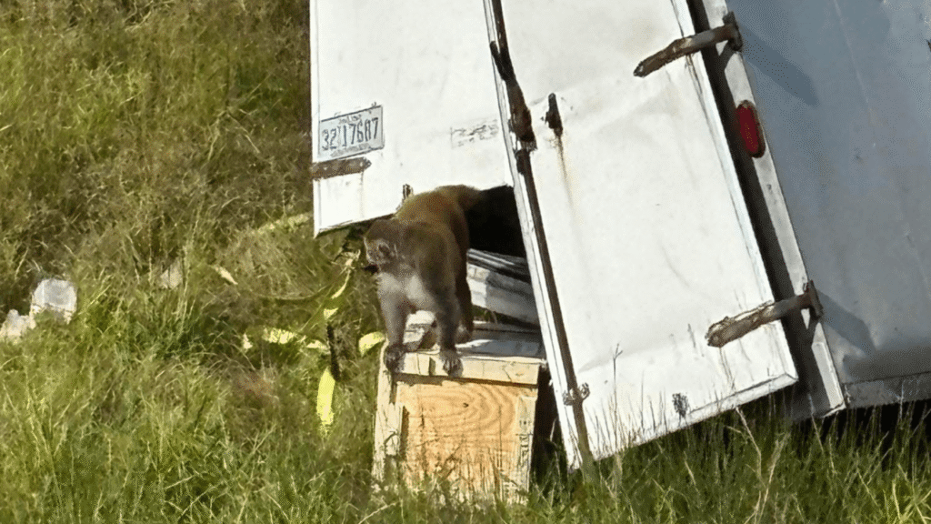 Monkey escapes after crash in Jasper County
