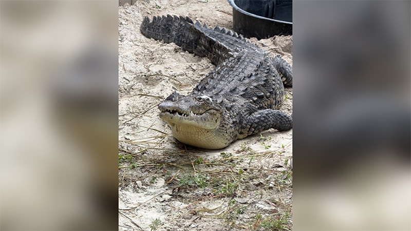 ‘Remarkable’: Crocodile found with fishing spear stuck in head, bullet in skull recovered at Florida Zoo