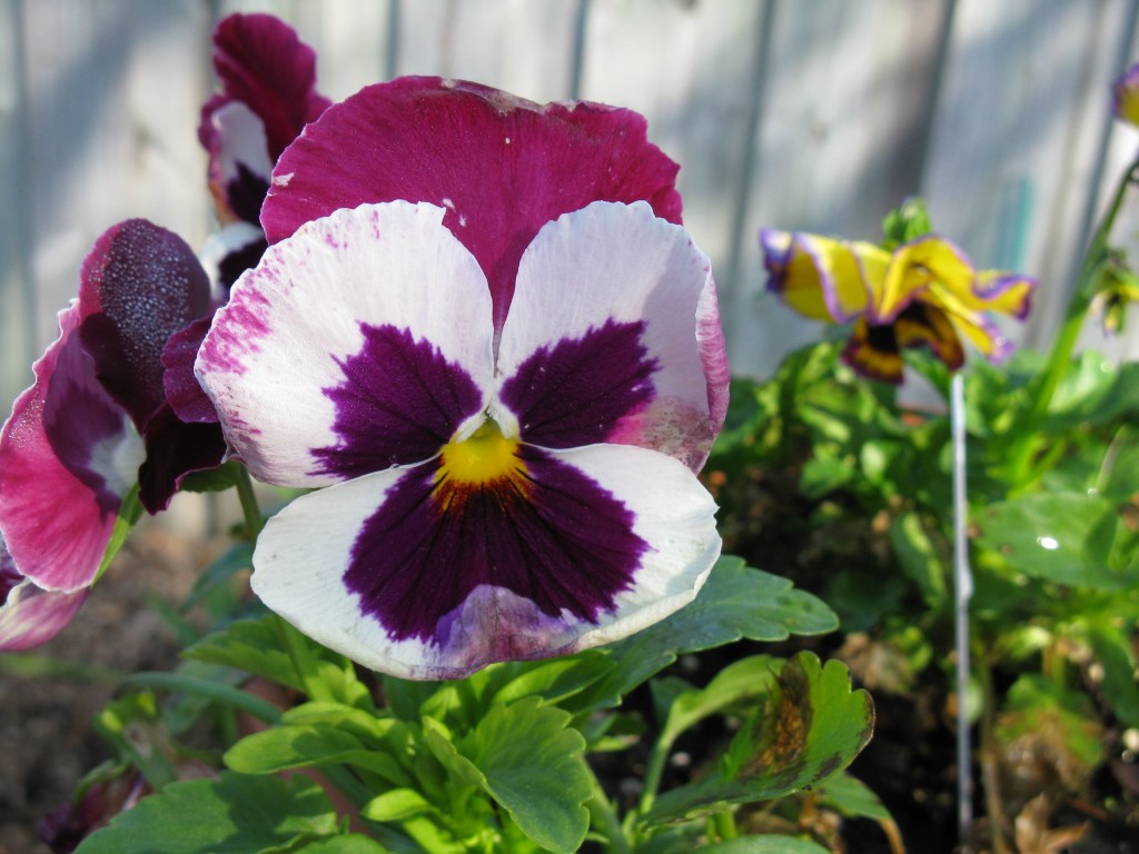 Sow pansies now and enjoy the colorful cool weather