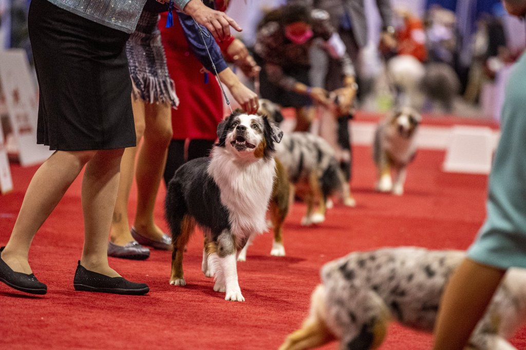 AKC National Championships brings thousands of dogs to Orlando
