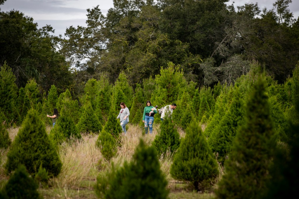 Cut your own Florida Christmas tree at D Ranch, Santa’s farm