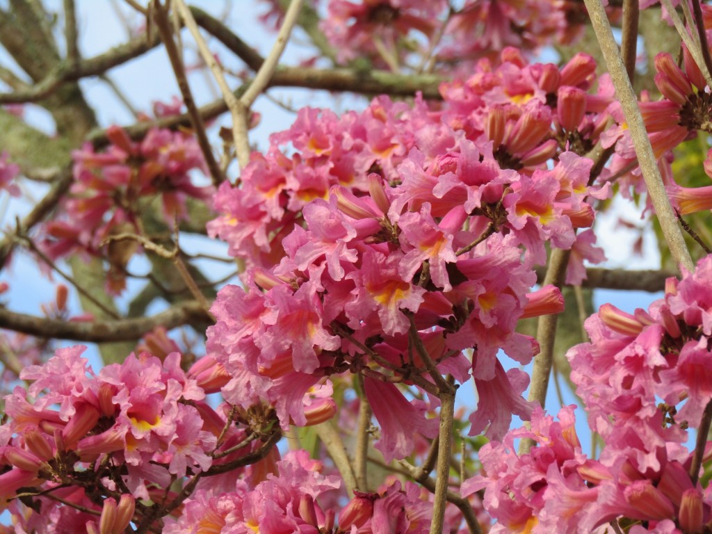 Tabebuia trees turn the neighborhood pink