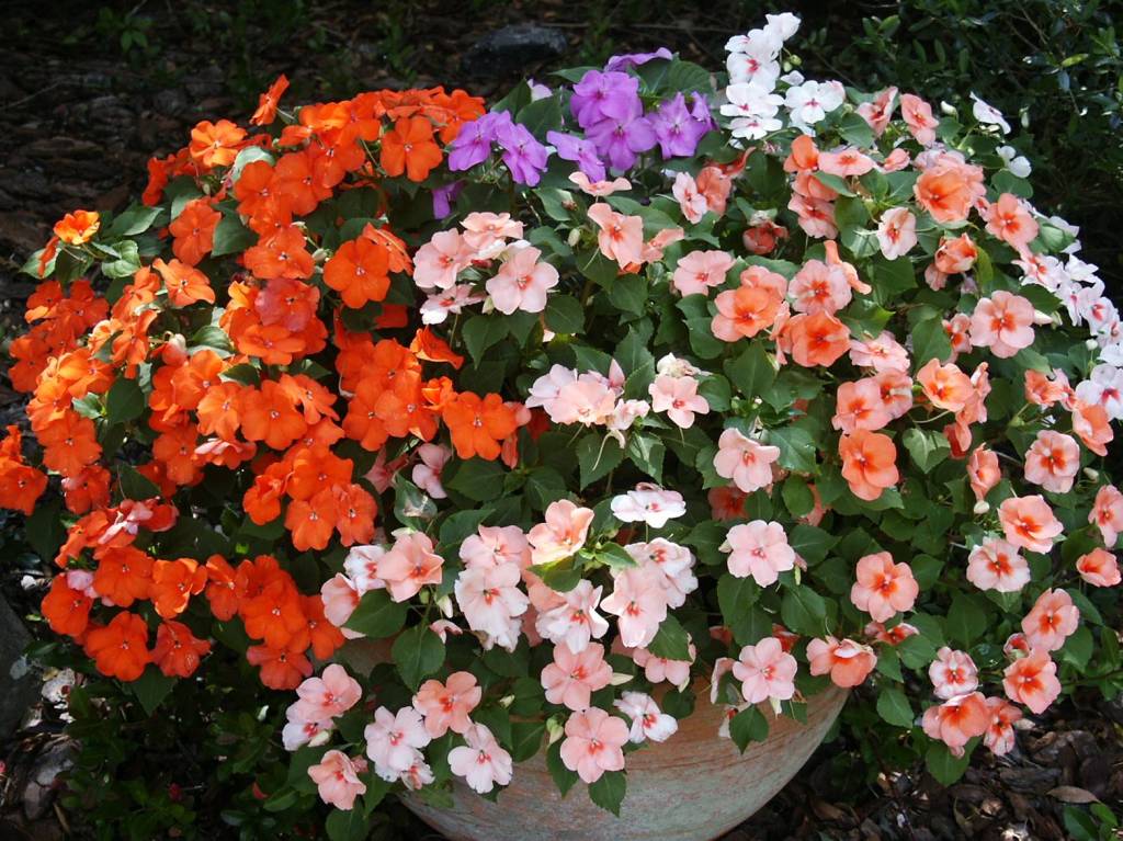 Be patient with impatiens during the cooler months.