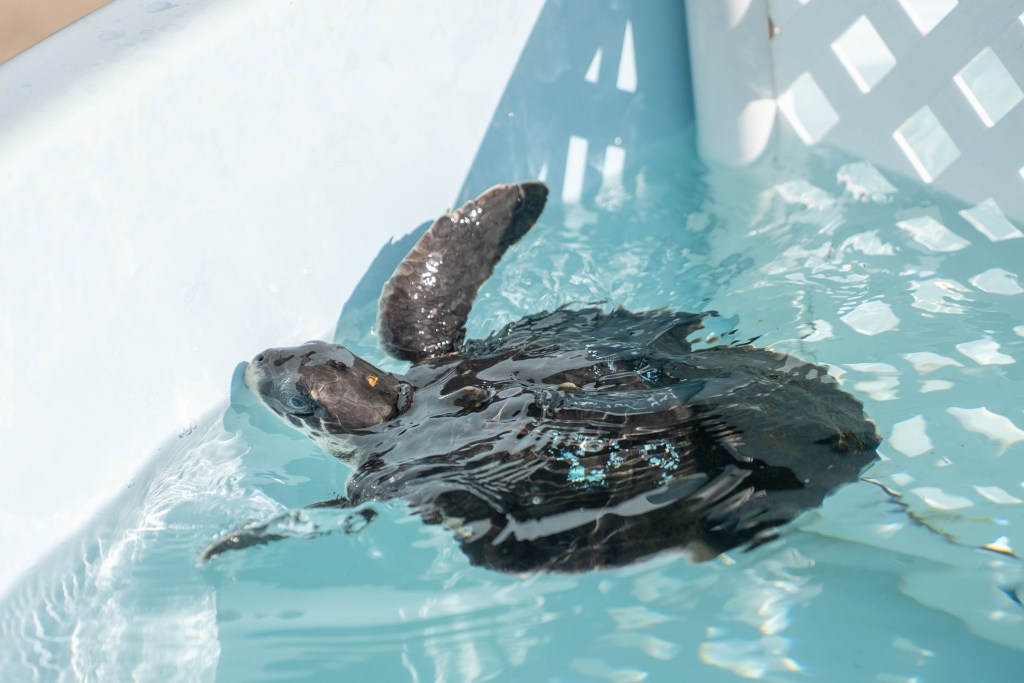 SeaWorld Orlando rescues cold-stunned turtle from upstate