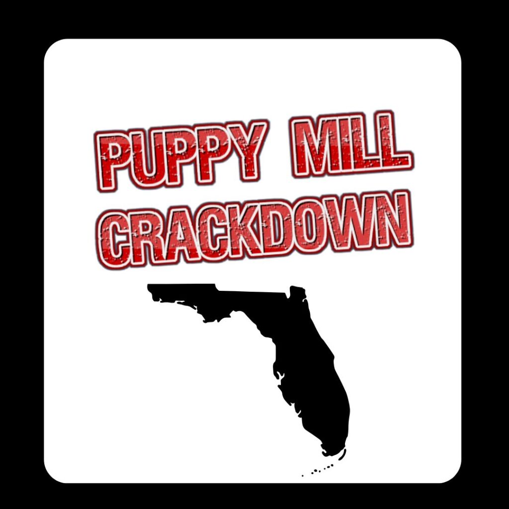 Florida launches investigation into fraudulent pet sales and predatory financing; report finds $25 million in annual consumer losses