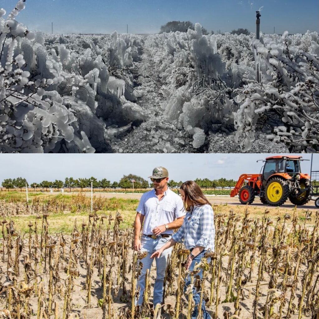 Recent freeze costs Florida agriculture more than $3 billion