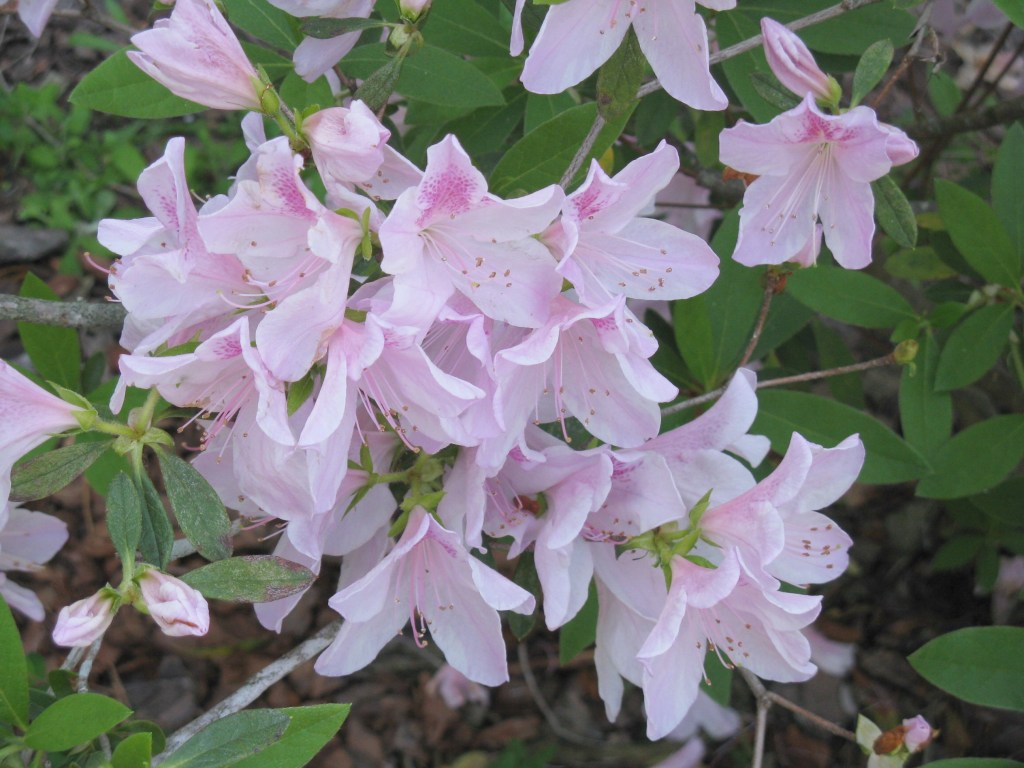 Treat azalea leaf fungus now