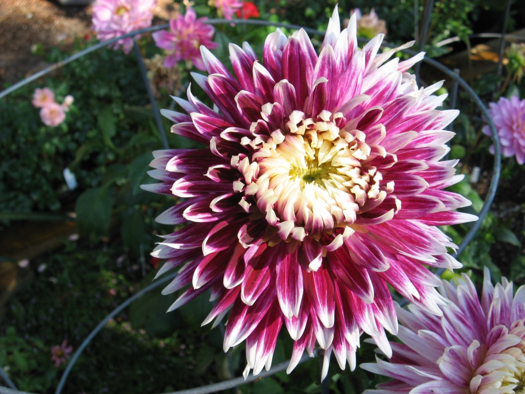 Dahlias, popular among northerners, are difficult to grow locally.
