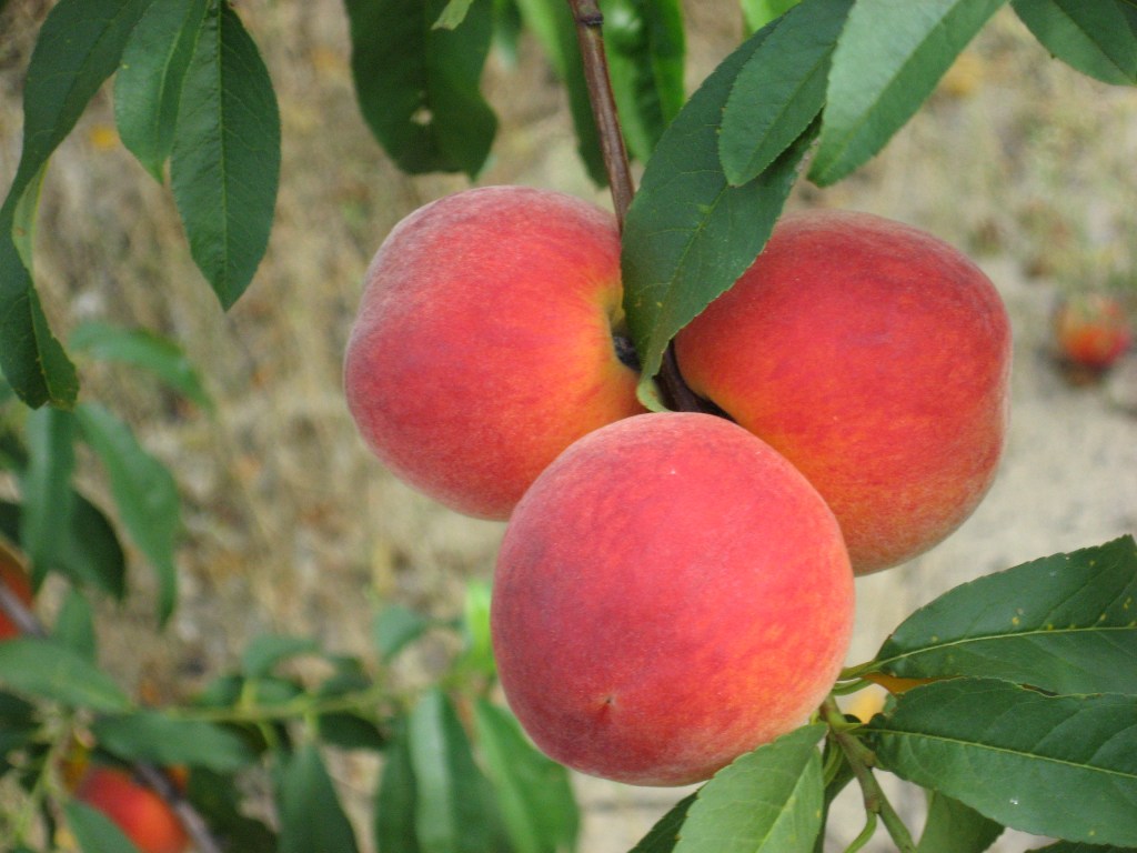 Winter freezes may reduce pests on peach trees