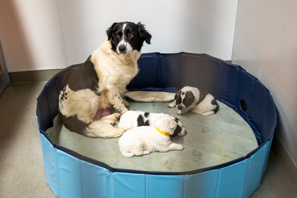 Pet Alliance opens new $15 million, 25,000 square foot shelter