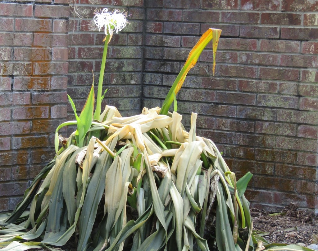It’s time to update the pruning of crinum