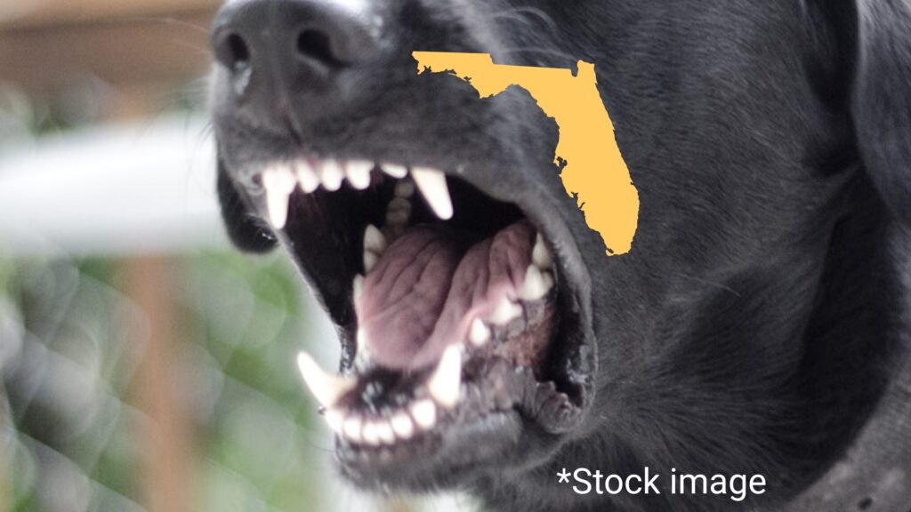 Grand jury indicts three Florida men on charges of dog fighting operation