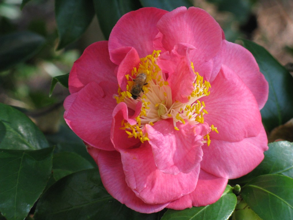 Nasty scratches can be a problem for camellias
