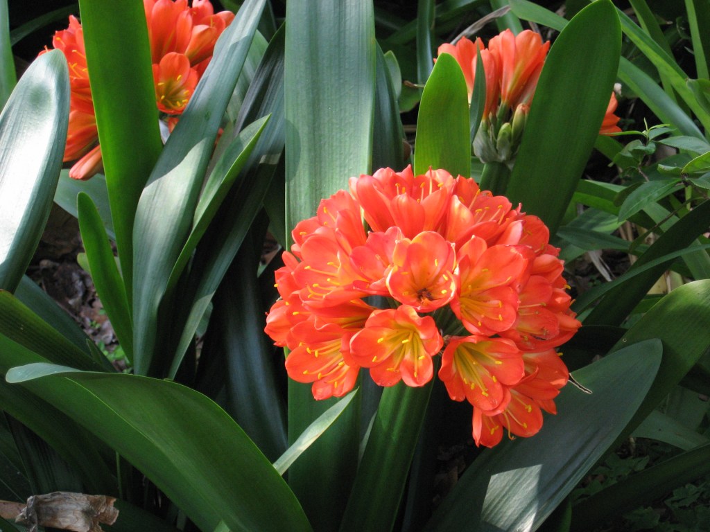 Further support for freeze-damaged plants