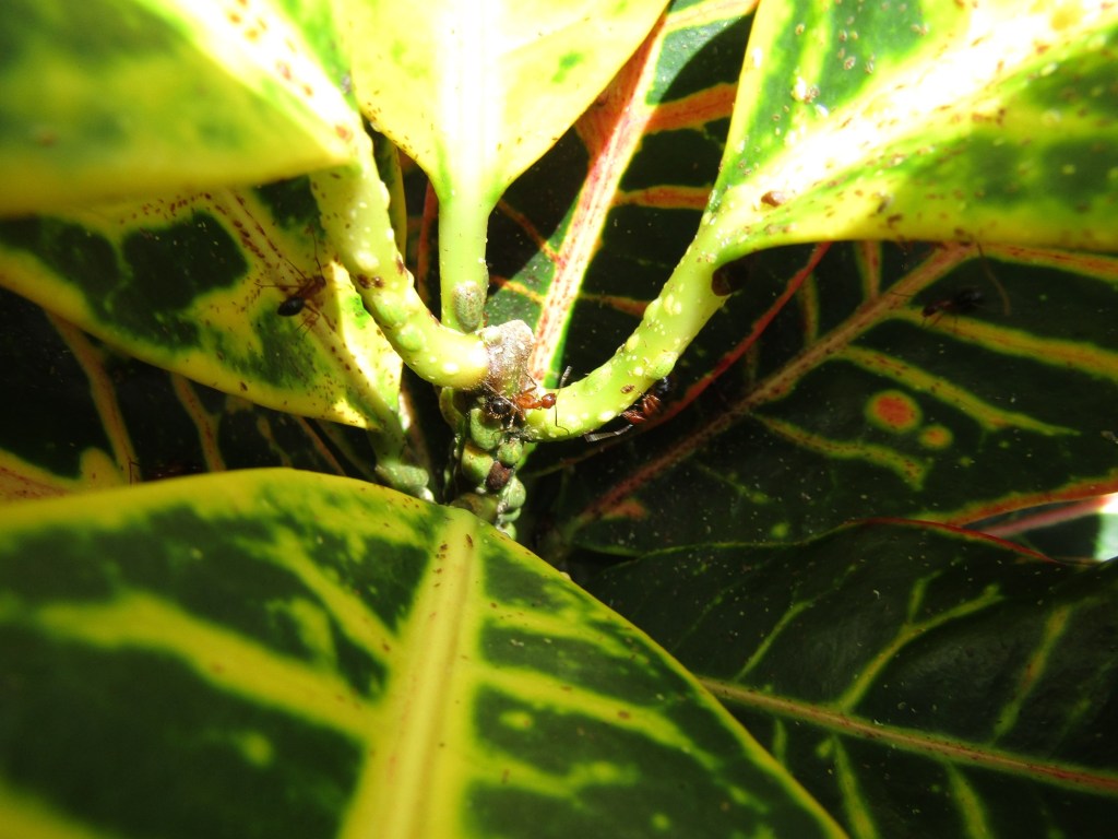 Croton ants are not the real problem.