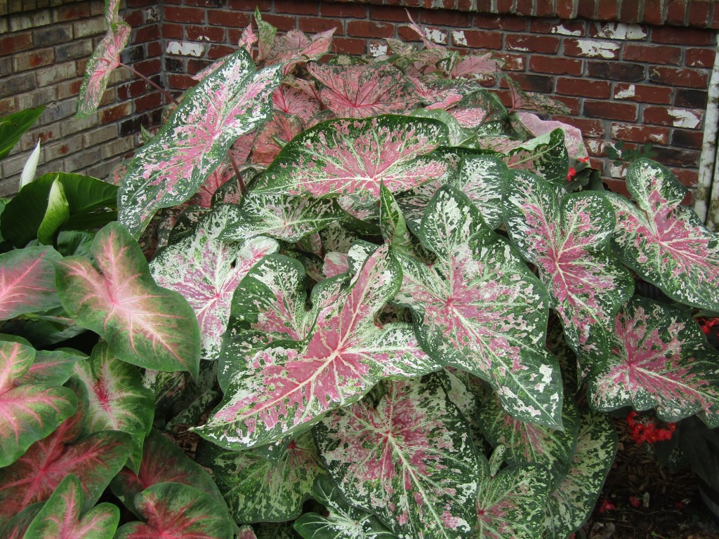 Caladiums that are not energetic take time to show color.