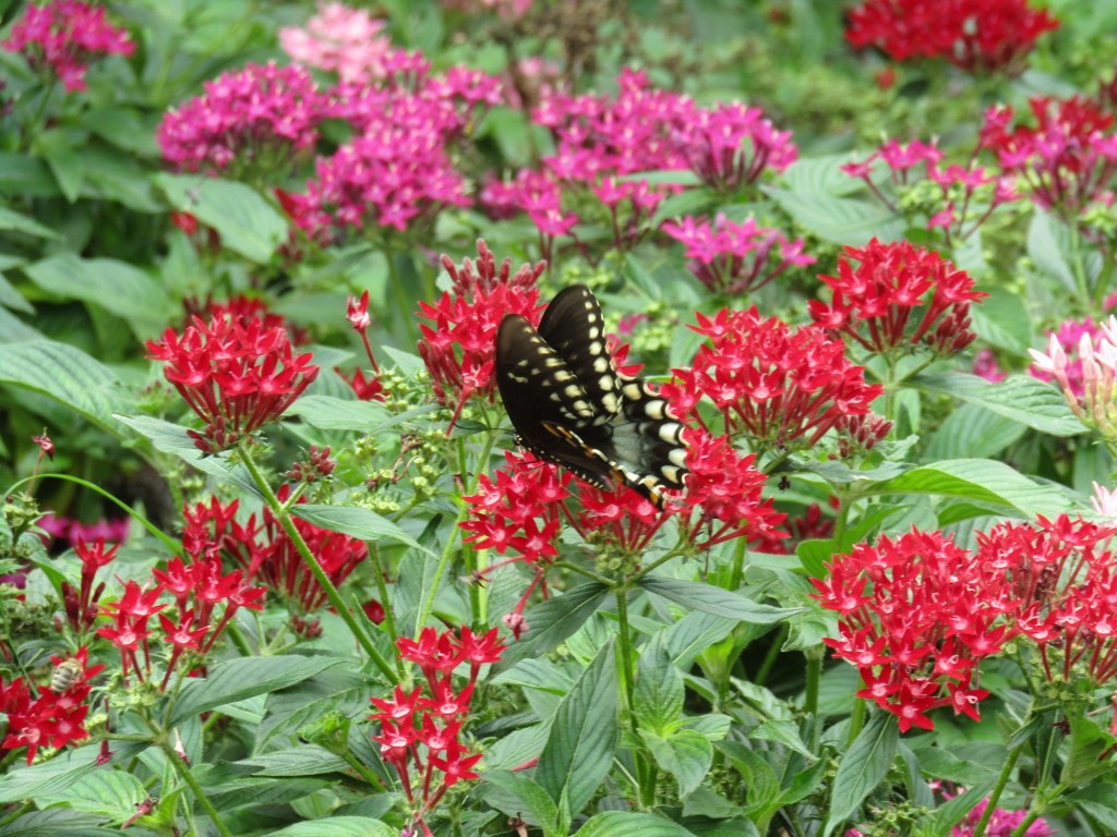 Colorful flowers attract butterflies and hummingbirds