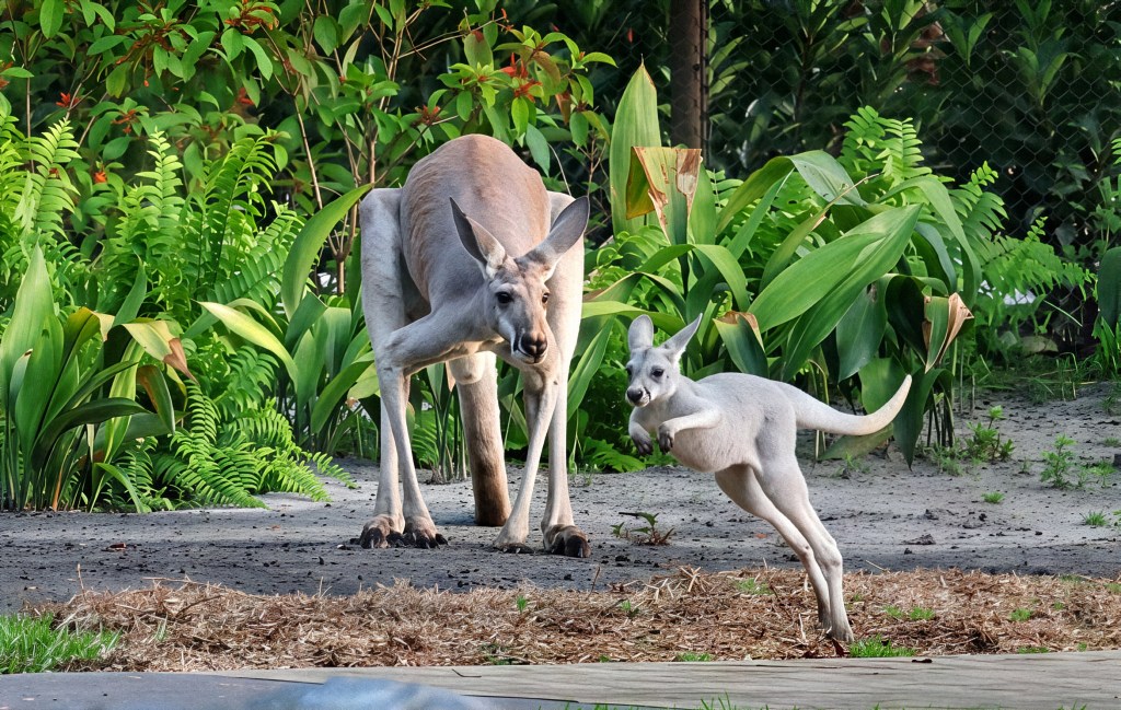 Kangaroos and people mix at Disney’s Animal Kingdom attraction