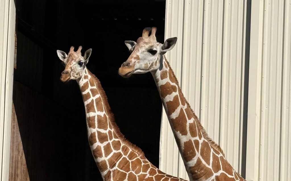 Two female giraffes born at Central Florida Zoo