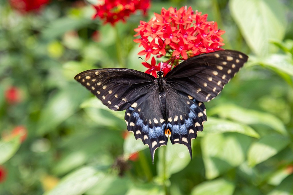 Lucas Nursery Butterfly Encounter: Full of Natural Wonders