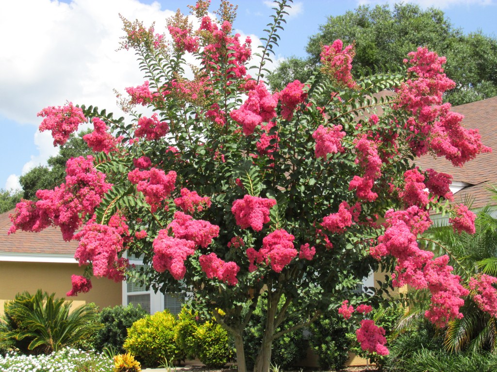 Peeling and shedding of crape myrtle bark is normal.